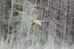 Botaurus lentiginosus image