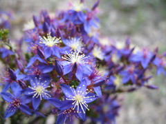 Calytrix breviseta
