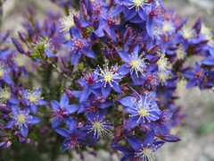 Calytrix breviseta