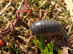 Armadillidium vulgare