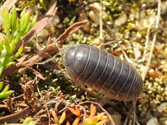 Armadillidium vulgare