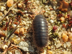 Armadillidium vulgare