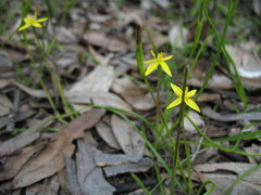 Pauridia occidentalis