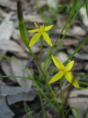 Pauridia occidentalis