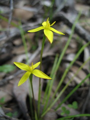 Pauridia occidentalis