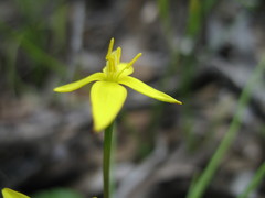 Pauridia occidentalis