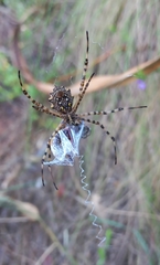 Argiope australis