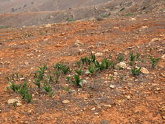 Drimia maritima image