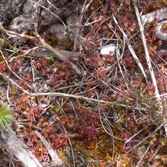 Drosera monticola