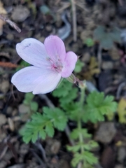 Erodium cicutarium