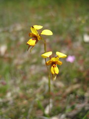 Diuris laxiflora