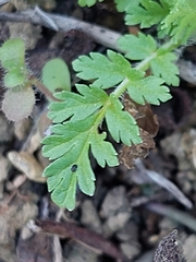 Erodium cicutarium