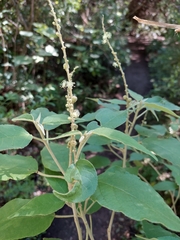 Croton lachnostachyus
