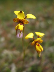 Diuris laxiflora