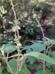 Croton lachnostachyus