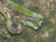 Marchantia treubii