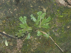Marchantia treubii
