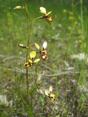 Diuris laxiflora