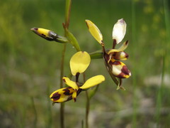 Diuris laxiflora