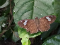 Celaenorrhinus asmara