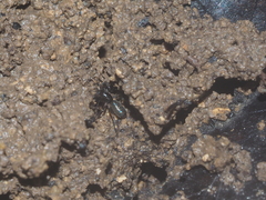 Oedignatha scrobiculata