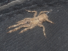 Borboropactus cinerascens