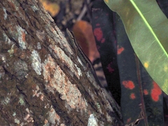 Sphenomorphus sanctus