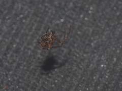 Parasteatoda merapiensis