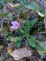 Erodium cicutarium