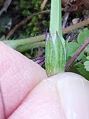 Erodium cicutarium