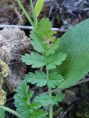 Erodium cicutarium