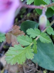 Erodium cicutarium