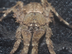 Borboropactus cinerascens