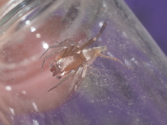 Clubiona meraukensis