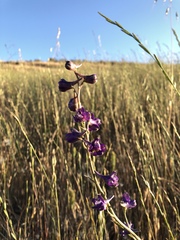 Delphinium hesperium