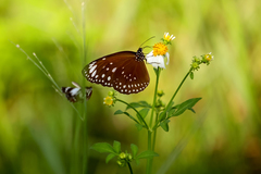 Euploea crameri bremeri
