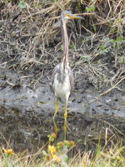 Egretta tricolor image