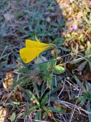 Narcissus bulbocodium