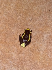 Dendropsophus leucophyllatus