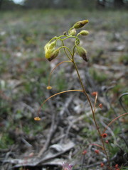 Drosera subhirtella