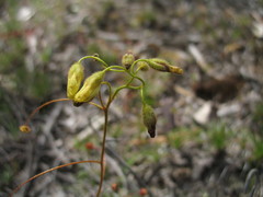Drosera subhirtella