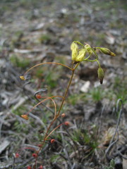 Drosera subhirtella