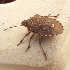 Holcostethus albipes