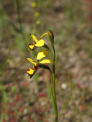 Diuris laxiflora