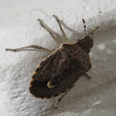 Holcostethus albipes