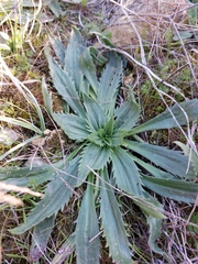Plantago serraria