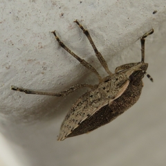 Holcostethus albipes