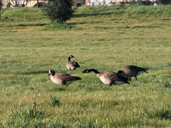 Branta canadensis