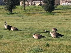 Branta canadensis