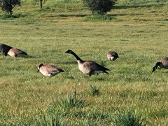 Branta canadensis